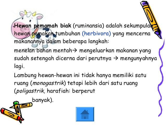 Sistem Pencernaan Hewan Ruminansia