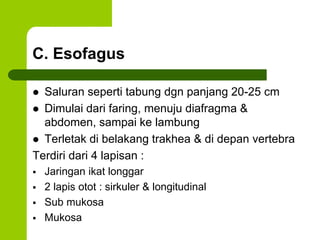 C. Esofagus
 Saluran seperti tabung dgn panjang 20-25 cm
 Dimulai dari faring, menuju diafragma &
abdomen, sampai ke lambung
 Terletak di belakang trakhea & di depan vertebra
Terdiri dari 4 lapisan :
 Jaringan ikat longgar
 2 lapis otot : sirkuler & longitudinal
 Sub mukosa
 Mukosa
 