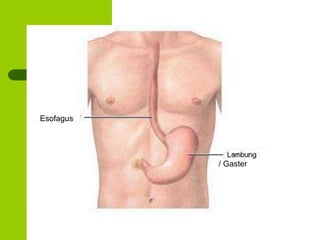Esofagus
/ Gaster
 