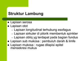 Struktur Lambung
 Lapisan serosa
 Lapisan otot
– Lapisan longitudinal terhubung esofagus
– Lapisan sirkuler di pilorik membentuk spinkter
– Lapisan obliq yg terdapat pada bagian fundus
 Lapisan sub mukosa : pembuluh darah & limfe
 Lapisan mukosa : rugae dilapisi epitel
mensekresi mukus
 