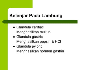 Kelenjar Pada Lambung
 Glandula cardiac
Menghasilkan mukus
 Glandula gastric
Menghasilkan pepsin & HCl
 Glandula pyloric
Menghasilkan hormon gastrin
 