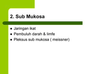 2. Sub Mukosa
 Jaringan ikat
 Pembuluh darah & limfe
 Pleksus sub mukosa ( meissner)
 