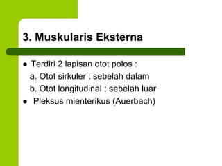 3. Muskularis Eksterna
 Terdiri 2 lapisan otot polos :
a. Otot sirkuler : sebelah dalam
b. Otot longitudinal : sebelah luar
 Pleksus mienterikus (Auerbach)
 