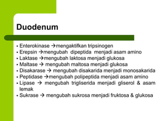 Duodenum
 Enterokinase mengaktifkan tripsinogen
 Erepsin mengubah dipeptida menjadi asam amino
 Laktase mengubah laktosa menjadi glukosa
 Maltase  mengubah maltosa menjadi glukosa
 Disakarase  mengubah disakarida menjadi monosakarida
 Peptidase mengubah polipeptida menjadi asam amino
 Lipase  mengubah trigliserida menjadi gliserol & asam
lemak
 Sukrase  mengubah sukrosa menjadi fruktosa & glukosa
 