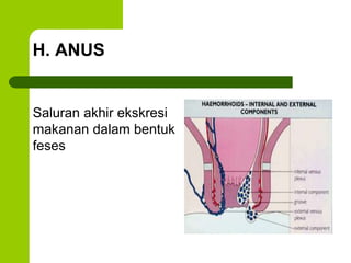 H. ANUS
Saluran akhir ekskresi
makanan dalam bentuk
feses
 