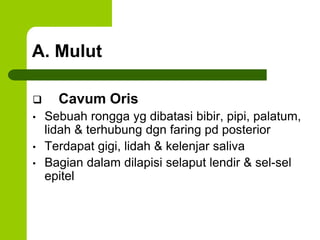 A. Mulut
 Cavum Oris
• Sebuah rongga yg dibatasi bibir, pipi, palatum,
lidah & terhubung dgn faring pd posterior
• Terdapat gigi, lidah & kelenjar saliva
• Bagian dalam dilapisi selaput lendir & sel-sel
epitel
 