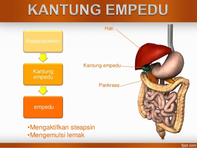 SISTEM PENCERNAAN MAKANAN