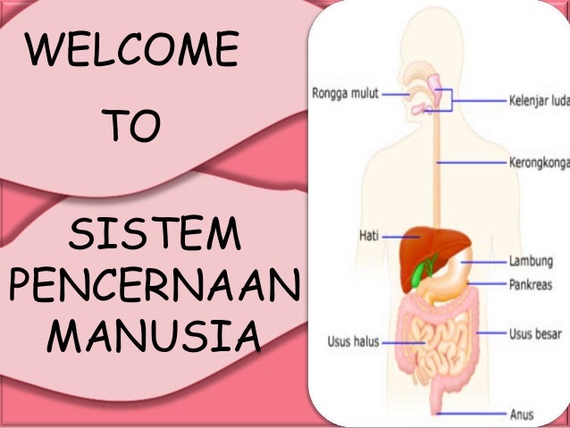 Sistem Pencernaan Makanan 29500541