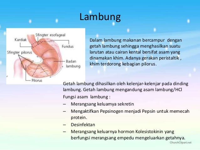 Enzim Yang Dihasilkan Lambung Sistem Pencernaan Manusia dan Hewan