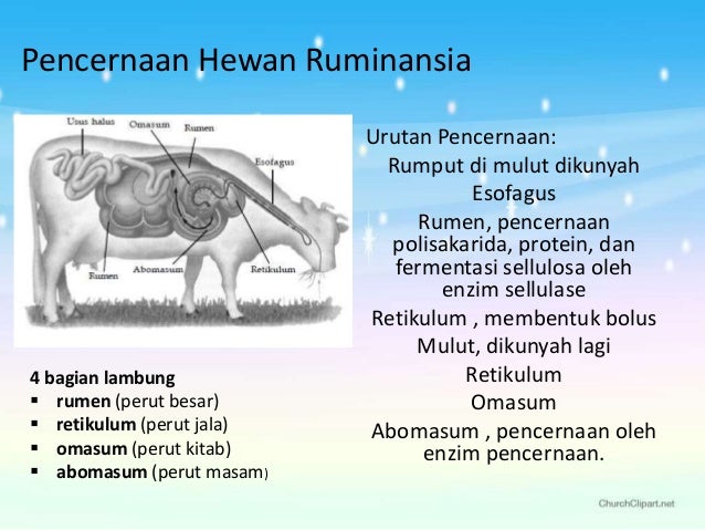 Terkini 39 Gambar Hewan  Ruminansia 