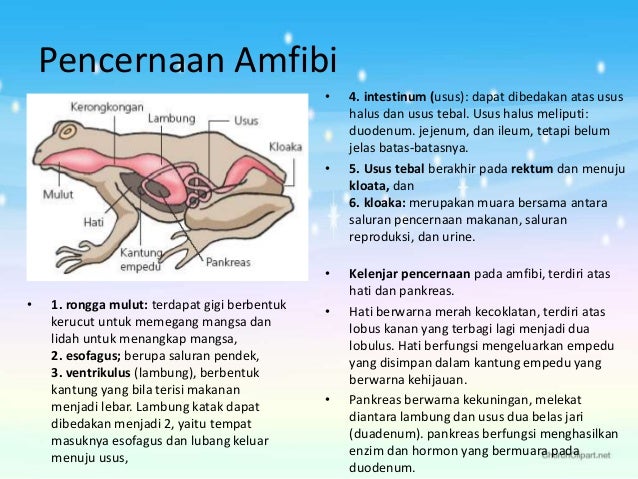 Sistem Pencernaan Manusia dan Hewan 