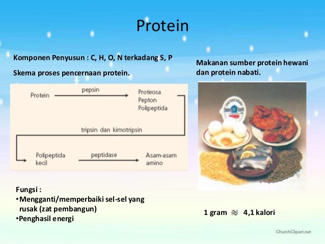 Sistem Pencernaan Manusia dan Hewan 