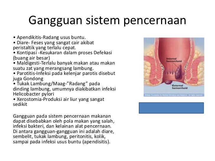 Sistem pencernaan  makanan pada manusia