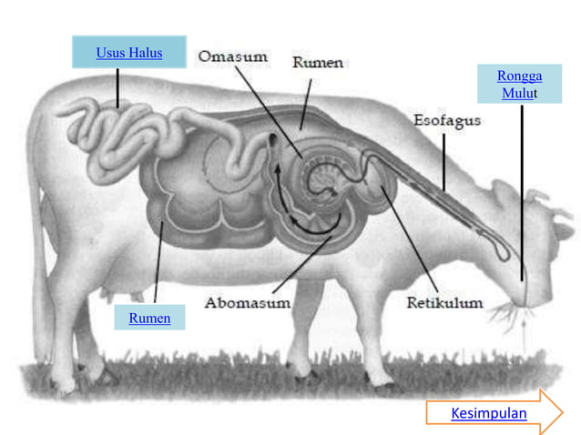 Sistem Pencernaan Mamalia