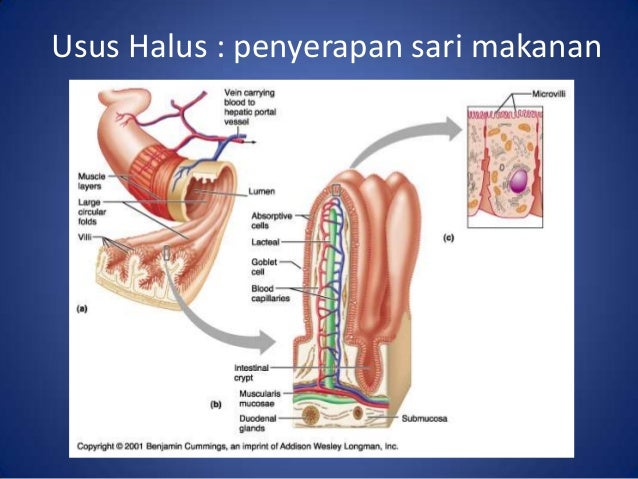 Penyerapan Sari Sari Makanan Terjadi Di