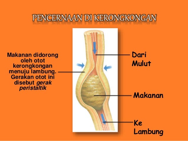 Sistem Pencernaan Manusia 