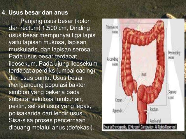 Fungsi Gambar Ilustrasi Pada Iklan Adalah - Gambarilus