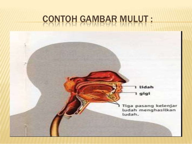 Sistem Pencernaan Pada Manusia