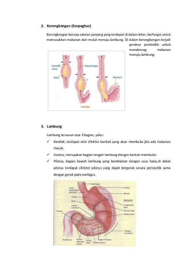Sistem Pencernaan Pada Manusia Dan Ruminansia
