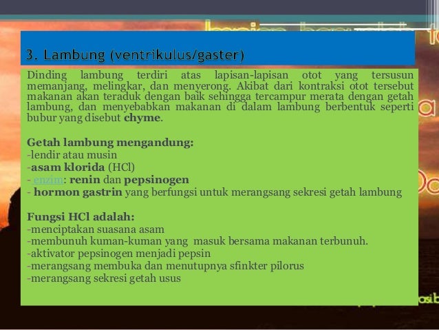 Sistem pencernaan pada manusia