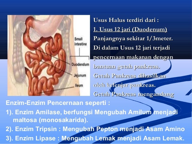 Sistem Pencernaan Pada Manusia
