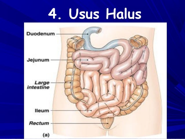 Proses pencernaan yang terjadi di usus besar