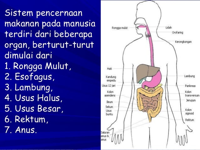  Sistem  pencernaan  pada manusia 2