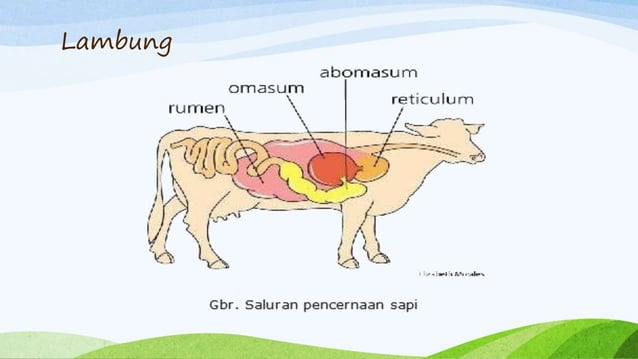 Sistem_Pencernaan_Ruminansia.pptx
