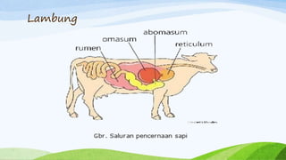 Sapi Ruminansia Sistem Pencernaan Ruminansia | PPTX