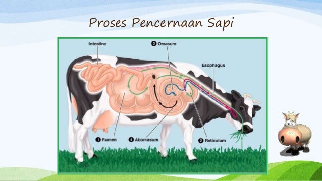 Sistem Pencernaan  Ruminansia 