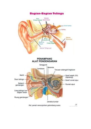 Sistem  pendengaran
