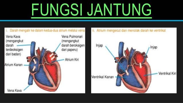 Sistem pengangkutan dalam manusia tingkatan 3 bab 2 Sistem pengangkutan dalam manusia tingkatan 3 bab 2
