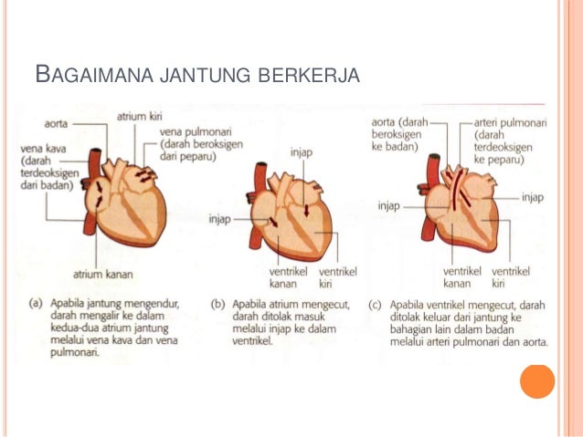 Sistem pengankutan dalam manusia