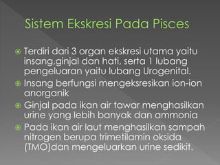  Terdiri dari 3 organ ekskresi utama yaitu 
insang,ginjal dan hati, serta 1 lubang 
pengeluaran yaitu lubang Urogenital. 
 Insang berfungsi mengeksresikan ion-ion 
anorganik 
 Ginjal pada ikan air tawar menghasilkan 
urine yang lebih banyak dan ammonia 
 Pada ikan air laut menghasilkan sampah 
nitrogen berupa trimetilamin oksida 
(TMO)dan mengeluarkan urine sedikit. 
 