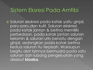  Saluran ekskresi pada katak yaitu ginjal, 
paru-paru,dan kulit. Saluran ekskresi 
pada katak jantan & betina memiliki 
perbedaan, pada katak jantan saluran 
kelamin & saluran urin bersatu dengan 
ginjal, sedangkan pada katak betina 
kedua saluran itu terpisah. Walaupun 
begitu alat lainnya bermuara pada satu 
saluran dan lubang pengeluaran yang 
disebut kloaka. 
 