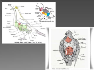 Sistem pengeluaran (ekskresi) 