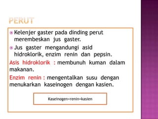  Kelenjer gaster pada dinding perut
merembeskan jus gaster.
 Jus gaster mengandungi asid
hidroklorik, enzim renin dan pepsin.
Asis hidroklorik : membunuh kuman dalam
makanan.
Enzim renin : mengentalkan susu dengan
menukarkan kaseinogen dengan kasien.
Kaseinogen+renin=kasien
 