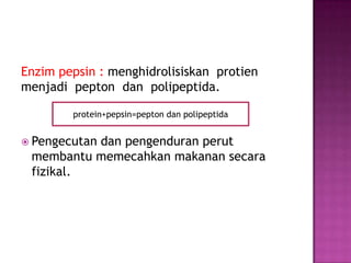 Enzim pepsin : menghidrolisiskan protien
menjadi pepton dan polipeptida.
 Pengecutan dan pengenduran perut
membantu memecahkan makanan secara
fizikal.
protein+pepsin=pepton dan polipeptida
 