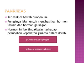  Terletak di bawah duodenum.
 Fungsinya ialah untuk menghasilkan hormon
insulin dan hormon glukagon.
 Hormon ini bertindakbalas terhadap
perubahan kepekatan glukosa dalam darah.
glukosa+insulin=glikogen
glikogen+glukagon=glukosa
 