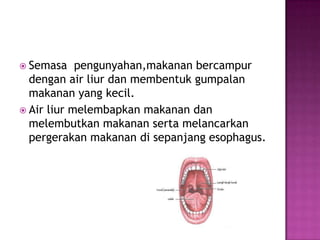  Semasa pengunyahan,makanan bercampur
dengan air liur dan membentuk gumpalan
makanan yang kecil.
 Air liur melembapkan makanan dan
melembutkan makanan serta melancarkan
pergerakan makanan di sepanjang esophagus.
 