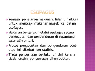  Semasa penelanan makanan, lidah dinaikkan
untuk menolak makanan masuk ke dalam
esofagus.
 Makanan bergerak melalui esofagus secara
pengecutan dan pengenduran di sepanjang
salur alimentari.
 Proses pengecutan dan pengenduran otot-
otot ini disebut peristalisis.
 Tiada pencernaan berlaku di sini kerana
tiada enzim pencernaan dirembeskan.
 