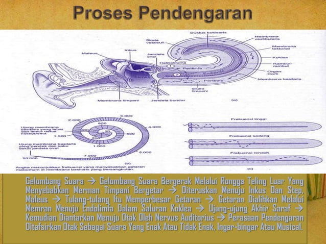 ppt. Sistem penginderaan | PPT