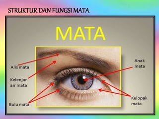STRUKTUR DAN FUNGSI MATA
 