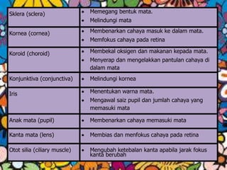Sklera (sclera)  Memegang bentuk mata.
 Melindungi mata
Kornea (cornea)  Membenarkan cahaya masuk ke dalam mata.
 Memfokus cahaya pada retina
Koroid (choroid)  Membekal oksigen dan makanan kepada mata.
 Menyerap dan mengelakkan pantulan cahaya di
dalam mata
Konjunktiva (conjunctiva)  Melindungi kornea
Iris  Menentukan warna mata.
 Mengawal saiz pupil dan jumlah cahaya yang
memasuki mata
Anak mata (pupil)  Membenarkan cahaya memasuki mata
Kanta mata (lens)  Membias dan menfokus cahaya pada retina
Otot silia (ciliary muscle)  Mengubah ketebalan kanta apabila jarak fokus
kanta berubah
 