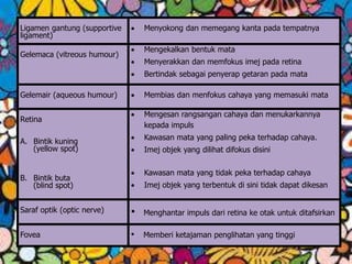 Ligamen gantung (supportive
ligament)
 Menyokong dan memegang kanta pada tempatnya
Gelemaca (vitreous humour)
 Mengekalkan bentuk mata
 Menyerakkan dan memfokus imej pada retina
 Bertindak sebagai penyerap getaran pada mata
Gelemair (aqueous humour)  Membias dan menfokus cahaya yang memasuki mata
Retina
A. Bintik kuning
(yellow spot)
B. Bintik buta
(blind spot)
 Mengesan rangsangan cahaya dan menukarkannya
kepada impuls
 Kawasan mata yang paling peka terhadap cahaya.
 Imej objek yang dilihat difokus disini
 Kawasan mata yang tidak peka terhadap cahaya
 Imej objek yang terbentuk di sini tidak dapat dikesan
Saraf optik (optic nerve) • Menghantar impuls dari retina ke otak untuk ditafsirkan
Fovea • Memberi ketajaman penglihatan yang tinggi
 