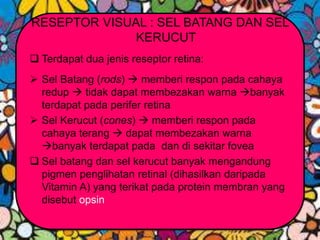 RESEPTOR VISUAL : SEL BATANG DAN SEL
KERUCUT
 Terdapat dua jenis reseptor retina:
 Sel Batang (rods)  memberi respon pada cahaya
redup  tidak dapat membezakan warna banyak
terdapat pada perifer retina
 Sel Kerucut (cones)  memberi respon pada
cahaya terang  dapat membezakan warna
banyak terdapat pada dan di sekitar fovea
 Sel batang dan sel kerucut banyak mengandung
pigmen penglihatan retinal (dihasilkan daripada
Vitamin A) yang terikat pada protein membran yang
disebut opsin
 