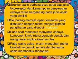Struktur opsin berbeza-beza pada tiap jenis
fotoreseptor dan kemampuan penyerapan
cahaya retina bergantung pada jenis opsin
yang dimiliki
Sel batang memiliki opsin tersendiri yang
disatukan dengan retina menjadi pigmen
penglihatan yang disebut rhodopsin
Pada saat rhodopsin menyerap cahaya,
komponen kimia retina berubah bentuk dan
menghantar implus saraf ke otak
Pada waktu gelap, enzim mengubah retina
kembali ke bentuk semula dan bersama
opsin membentuk rhodopsin.
 