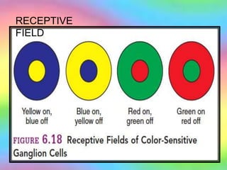 RECEPTIVE
FIELD
 