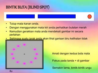 BINTIK BUTA(BLINDSPOT)
• Tutup mata kanan anda.
• Dengan menggunakan mata kiri anda perhatikan bulatan merah
• Kemudian gerakkan mata anda mendekati gambar ini secara
perlahan
• Sehingga suatu jarak anda akan lihat garisan biru kelihatan tidak
terpisah
Amati dengan kedua bola mata
anda
Fokus pada tanda + di gambar
tersebut
Semakin lama, bintik-bintik ungu
itu
 