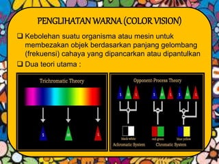 PENGLIHATAN WARNA(COLOR VISION)
 Kebolehan suatu organisma atau mesin untuk
membezakan objek berdasarkan panjang gelombang
(frekuensi) cahaya yang dipancarkan atau dipantulkan
 Dua teori utama :
 